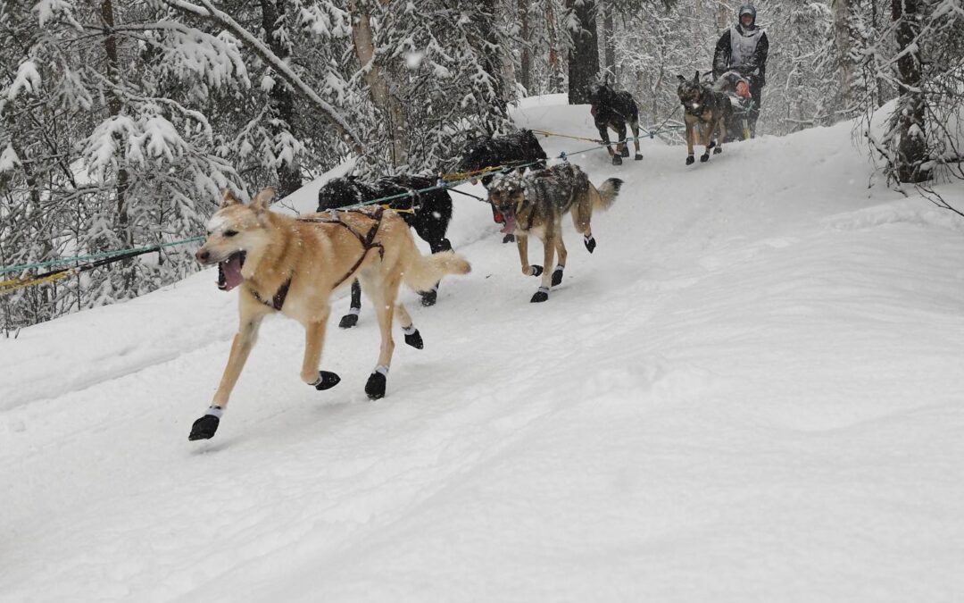 Iditarod 2022